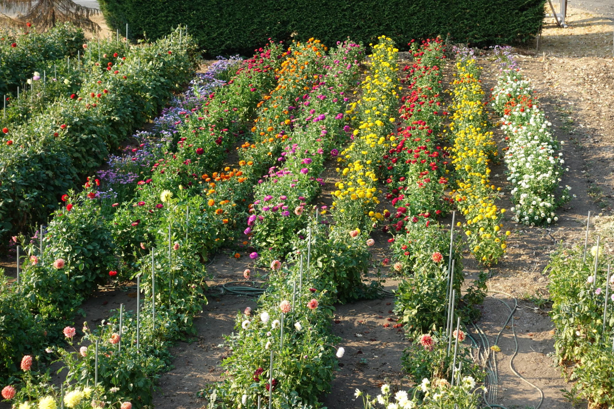 1981 Stellys Cross Road Island Farm Stands